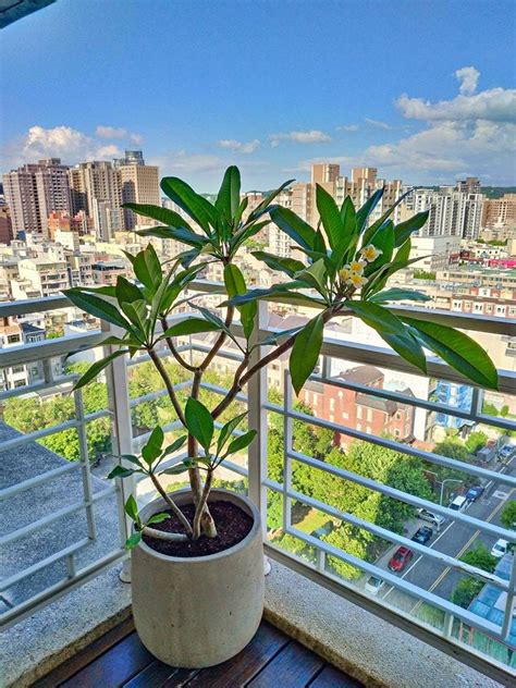 後陽台植物|陽台種什麼植物好？7種懶人植物推薦 